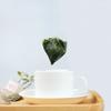 Herbal Tea Mulberry Leaf Caffeine Free Natural Healthy 150g Premium