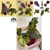 Jellycat Plush Vegetable Toys Set Eggplant, Cabbage, Beet, Broccoli, Kale, Chives