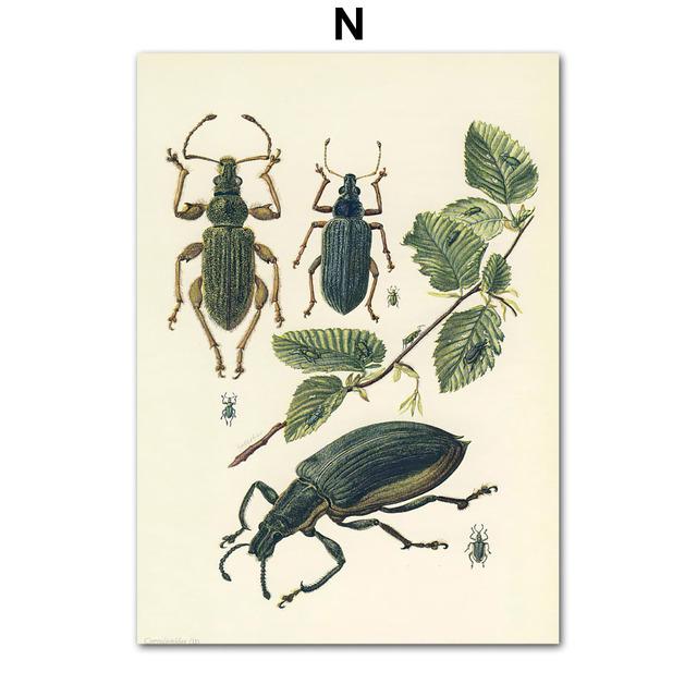 Vintage Beetle Insect Poster Specimen Retro Illustration Wall Art Canvas Painting Posters and Prints Picture for Living Room No Frame