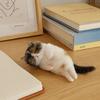 Non-Finished Cat Wool Needle Felting Kit Handmade DIY Material Bag  Handmade Project