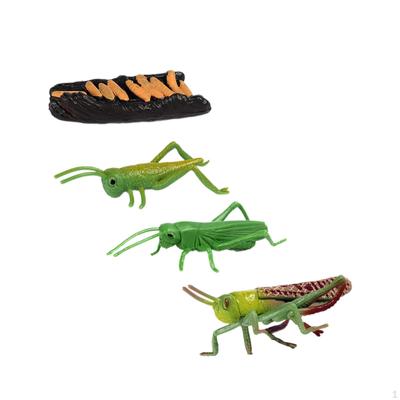 Lebenszyklus von Heuschrecken Kognitives Lernspielzeug Realistische Biologie Kinder Pädagogischer Lebenszyklus