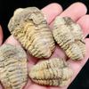 Natural High Quality Trilobite Fossil Healing Crystal Quartz Craft Feng Shui Home Decoration Gift