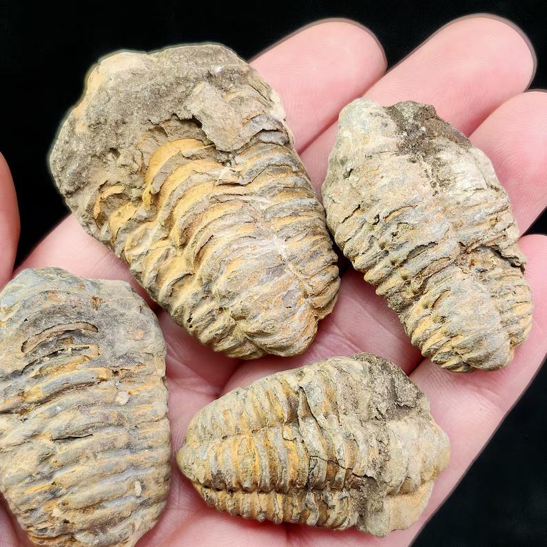 Natural High Quality Trilobite Fossil Healing Crystal Quartz Craft Feng Shui Home Decoration Gift