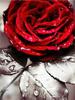 5D Diamond Painting Full of Diamonds DIY Art Home Decoration Pendant Romantic Rose