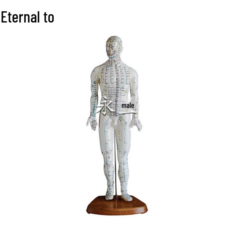 Human Acupuncture Model