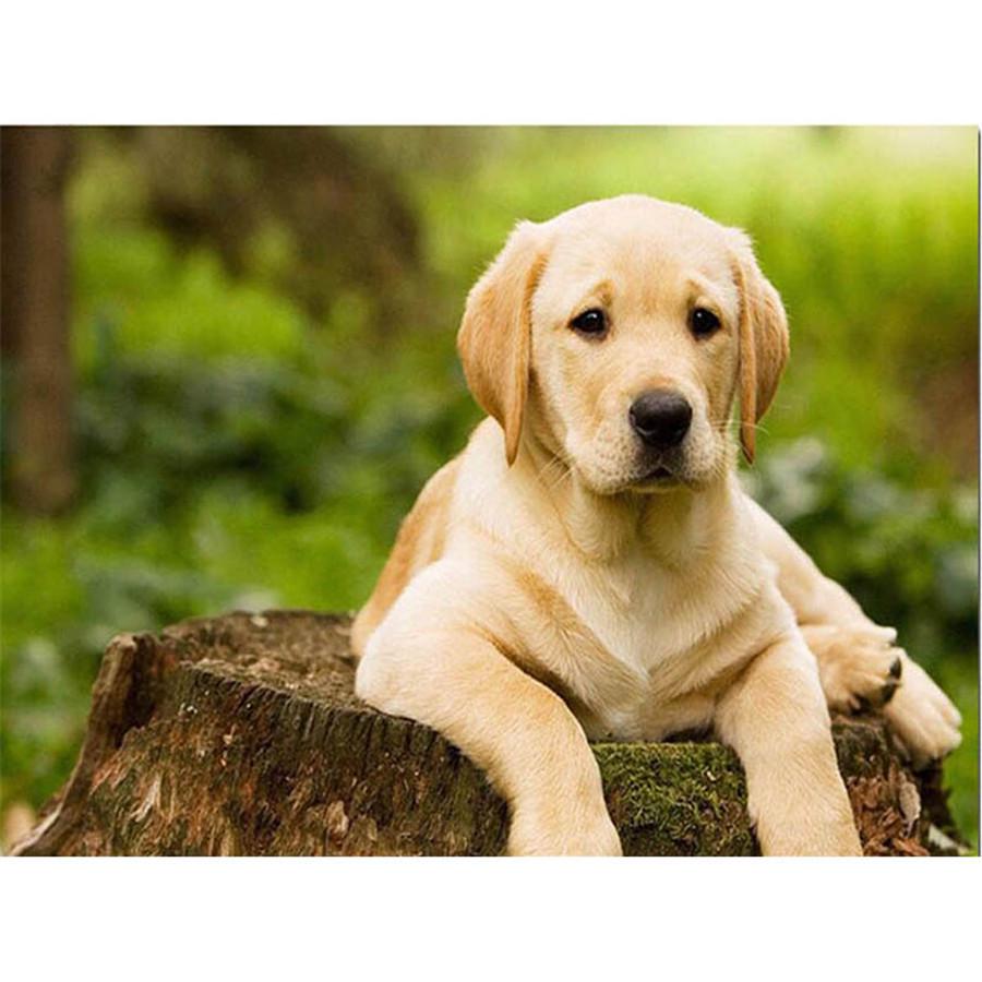 Kompletní 5D kutilské diamantové malování Všechny druhy psů Diamantové vyšívání Sady křížkového stehu Domácí dekorace Ručně vyrobený dárek