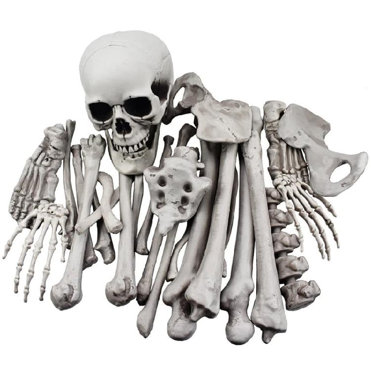

28 PCS Skeleton Bone with Skull Realistic Artificial Skeleton Bone and Skull 1
