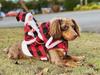 Santa Claus Riding Horse Dog Costume – Festive Pet Christmas Outfit