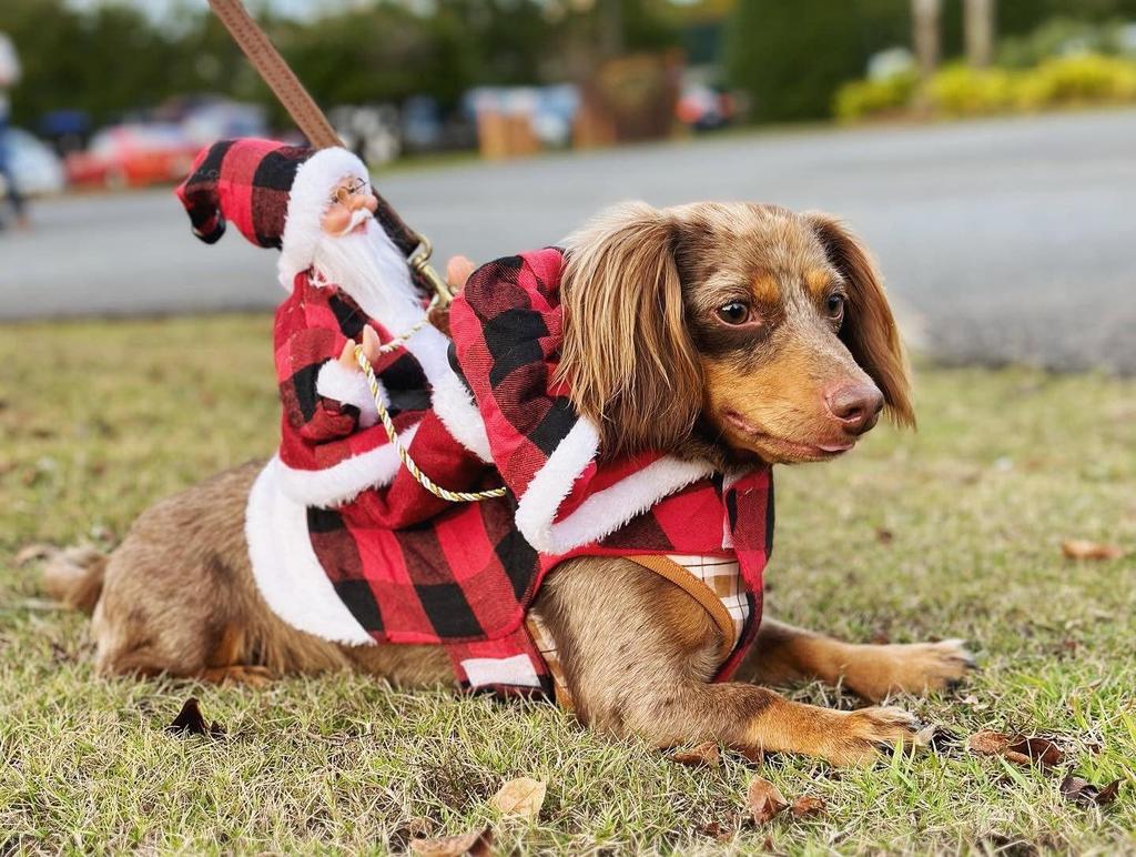 Santa Claus Riding Horse Dog Costume – Festive Pet Christmas Outfit