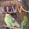 2 Stück Papageiensitzstange Schaukel Flexibles Design Drehende Schnur für Kleine Vögel Wellensittiche 150cm Vogel Sitzstangen für Käfig
