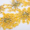 Dried Flowers For Nail Decorations Mollylac Yellow 5pcs