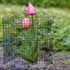 Wire Plant Protector from Animals Plant Protection Cage Set Tree Trunk Protector with Ground Stakes Ties for Garden Protection Keep Rabbit Fox Out