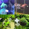 Aquarium Decoration Plant Cup Pot Glass Aquatic Plant Cup With Suction Holder Planting Cylinder Cup Aquarium Accessories