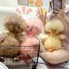 Niedliche Gebratene Entenpuppe Kleine Gelbe Ente Niedliche Entenpuppe Schlafkissenpuppe