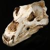 Movie Props Animal Model High Precision 1:1 Resin Crafts North Bear Skull
