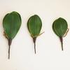 Simulation Phalaenopsis Leaves 1pc Auxiliary Touch Decorative Plants Flowers Artificial DIY Real Flower Leaf Material Spring