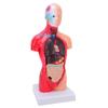 Human Body Anatomy Model 15 Removable Parts 11.02 Inch Human Torso Anatomical Model for School Medical Education Display