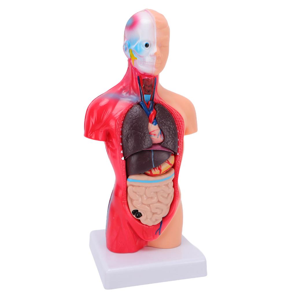 Human Body Anatomy Model 15 Removable Parts 11.02 Inch Human Torso Anatomical Model for School Medical Education Display