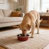 Stainless Steel Dog Bowl Cat Food Bowl with Anti-Slip Bottom Safe Easy to Clean Water Food Bowl for Cats And Dogs Feeding And Drinking