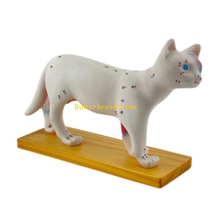 W89C Модель Анатомии Животных Анатомическая Модель для Ветеринарного Обучения China Mainland