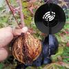 5PCS Plant Rooting Box Grafting Grow Balls High-pressure Propagation  Balls Reusable Plant Rooting Box Garden Graft Supplies