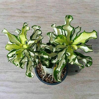 5 Zaden van ADENIUM OBESUM "variegato" Woestijnroos verse zaden