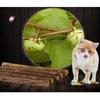 5/10 Stück Katzenminze Spielzeug, Katzen Kaustäbchen, Katzen Kaustäbchen, Katzen Beißspielzeug, Naturholzstäbchen, Zahnreinigungs-Katzenminze-Spielzeug