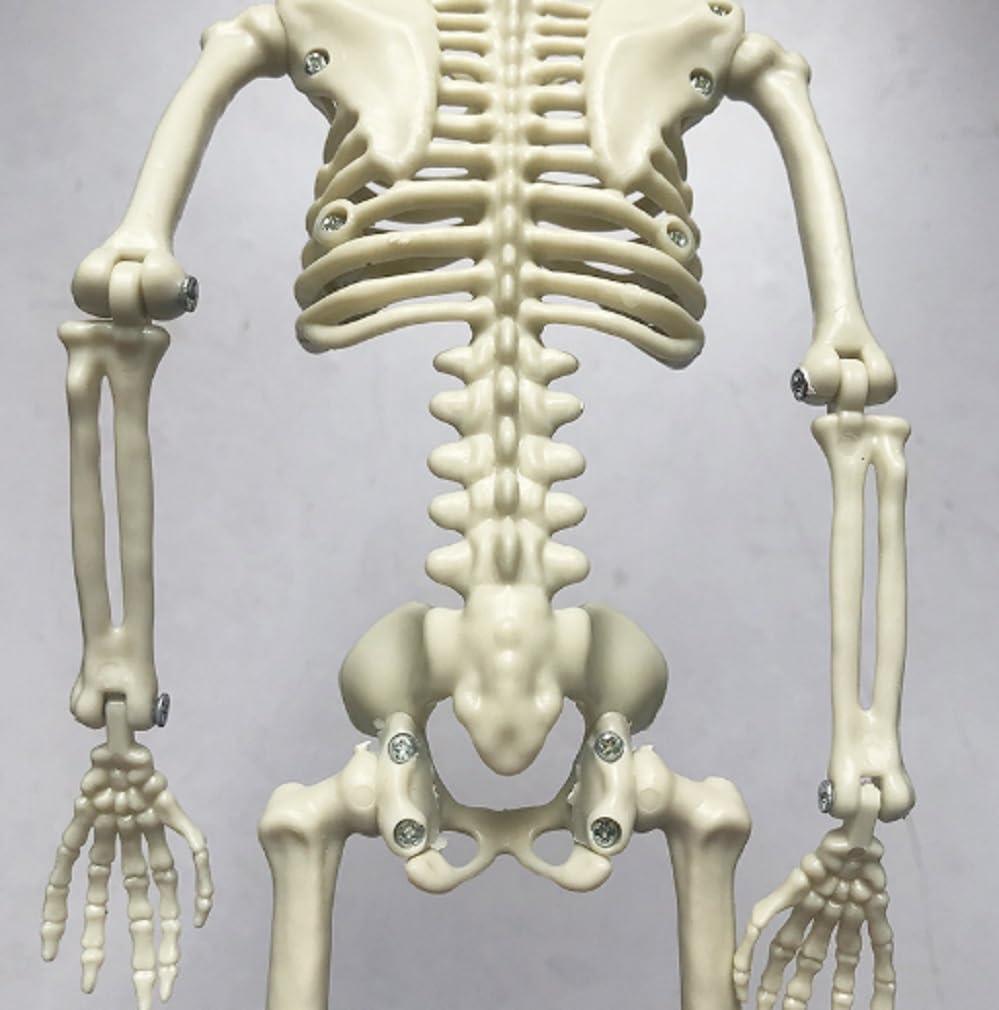 Skeleton Figure Object Drawing 40cm Model Interior Halloween