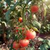 25 Bernese Pink Tomato Seeds - Semi-Wild Permaculture