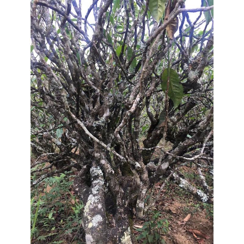 357g Rattan Spring Mengku Ancient Tree Teng Tiao Pu-erh Tea Green Tea