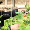 1 juego de máquina para atar plantas, cinta para plantas de jardín, cinta para atar + juego de 10 rollos de cinta para verduras, uvas, tomates, pepinos, pimientos y flores