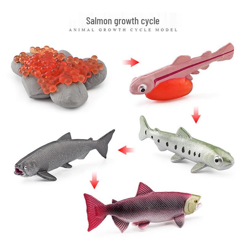Animal Growth Cycle Models: Chicken, Duck, Goose, Butterfly, Turtle, Frog Montessori Teaching Figurines