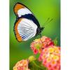 5D DIY Diamond Painting Butterfly Cross Stitch Kit Full Round Drill Embroidery Animal Mosaic Home Decor Kit Wall Art Gift