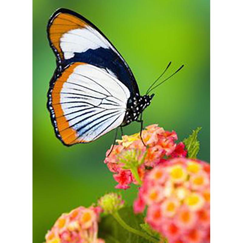 5D DIY Diamond Painting Butterfly Cross Stitch Kit Full Round Drill Embroidery Animal Mosaic Home Decor Kit Wall Art Gift