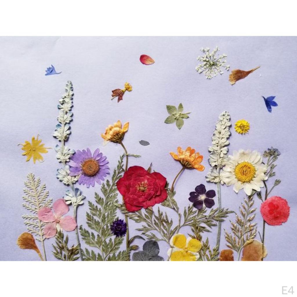 12 Pressed Wintersweet Flower Dried Floral Embellishments Card making Scrapbooking Art Crafts