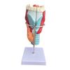 Human Larynx Model Teaching Tool 2x Enlarged Intuitive Educational Display for Research School