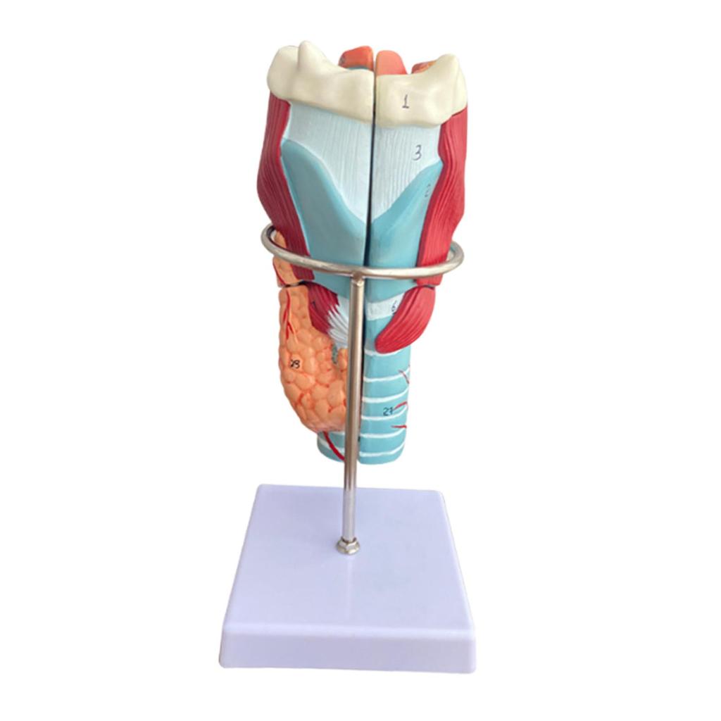 Human Larynx Model Teaching Tool 2x Enlarged Intuitive Educational Display for Research School