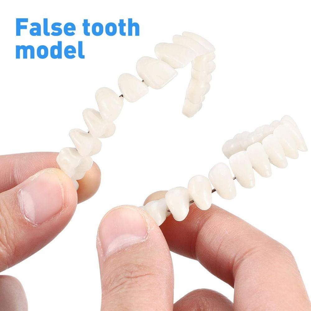 28 Pcs Resin Denture False Teeth Make Your Own Dental Training Models Dental Supply Accessory
