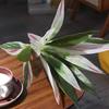 Plastic Brazilian Beauty Tequila Large Fake Plants Artificial Cycas Plants  Floral Material