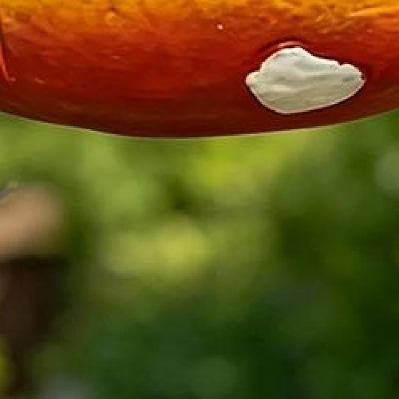 Resin Mushroom Sparrow Feeding Station Weather-Resistant Wild Bird Food Dispenser for Outdoor Garden Backyard Patio Yard Porch China Mainland