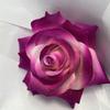 Rose Realistic Simulation Artificial Floral Wedding Decoration Photography Prop