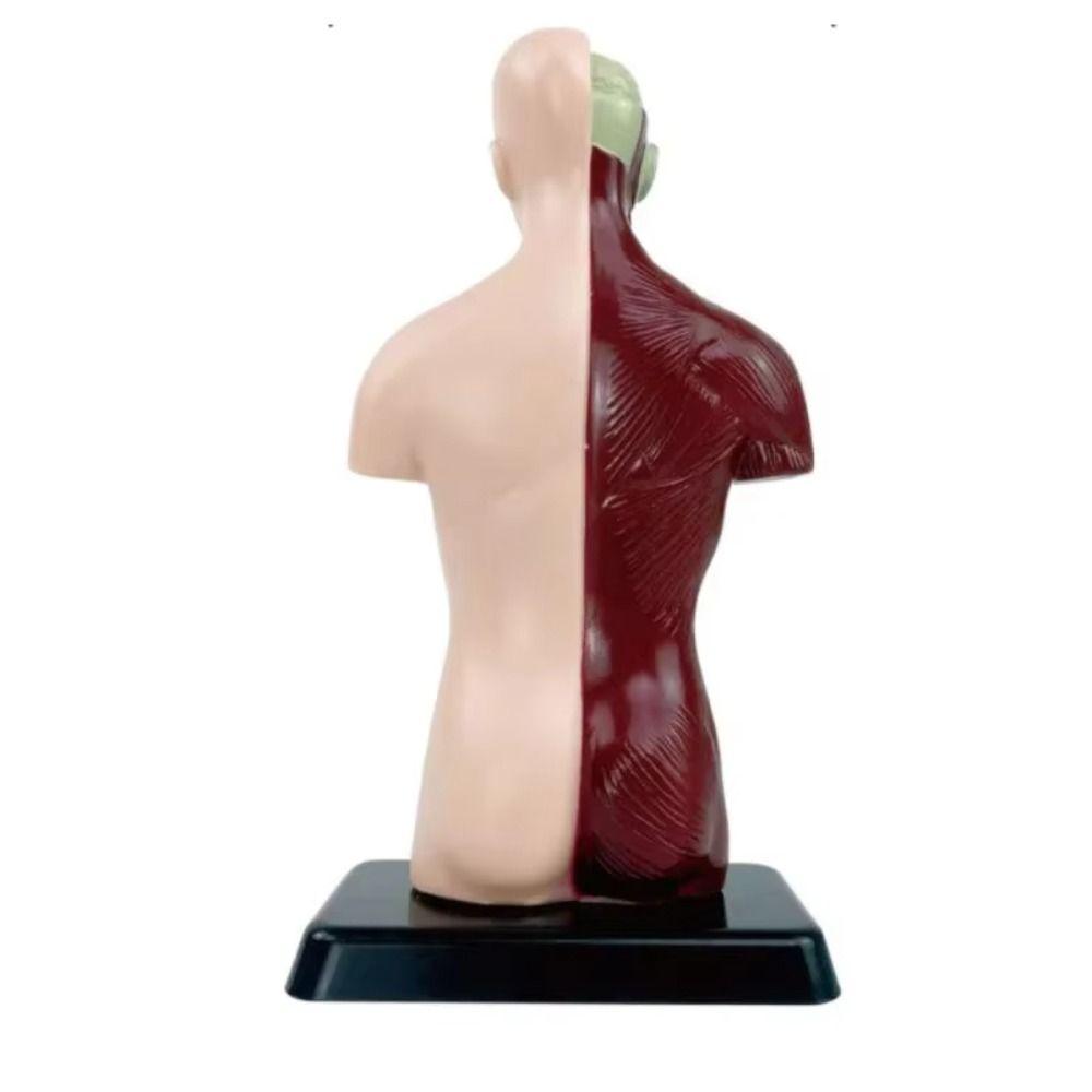 DIY Mannequin Menschlicher Torso Anatomiemodell Konstruktion Kind Skelettmodell Geburtstagsgeschenk für Kinder