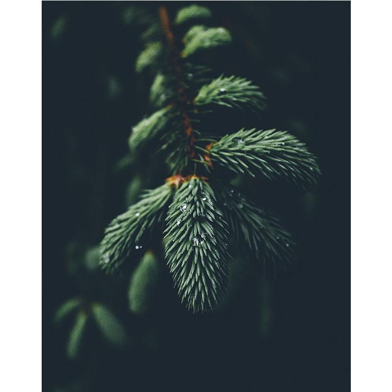 Modern Nature Canvas Painting Green Leaves Paintings Plant Pictures Tree Posters Prints for Living Room Decor Cuadros Wall Art