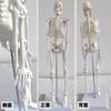 SevenTone Full Body Skeleton Model, 45cm Skeleton, Human Body Model, Skeletal Specimen, Skeleton, Articulated, Human Model, Skull