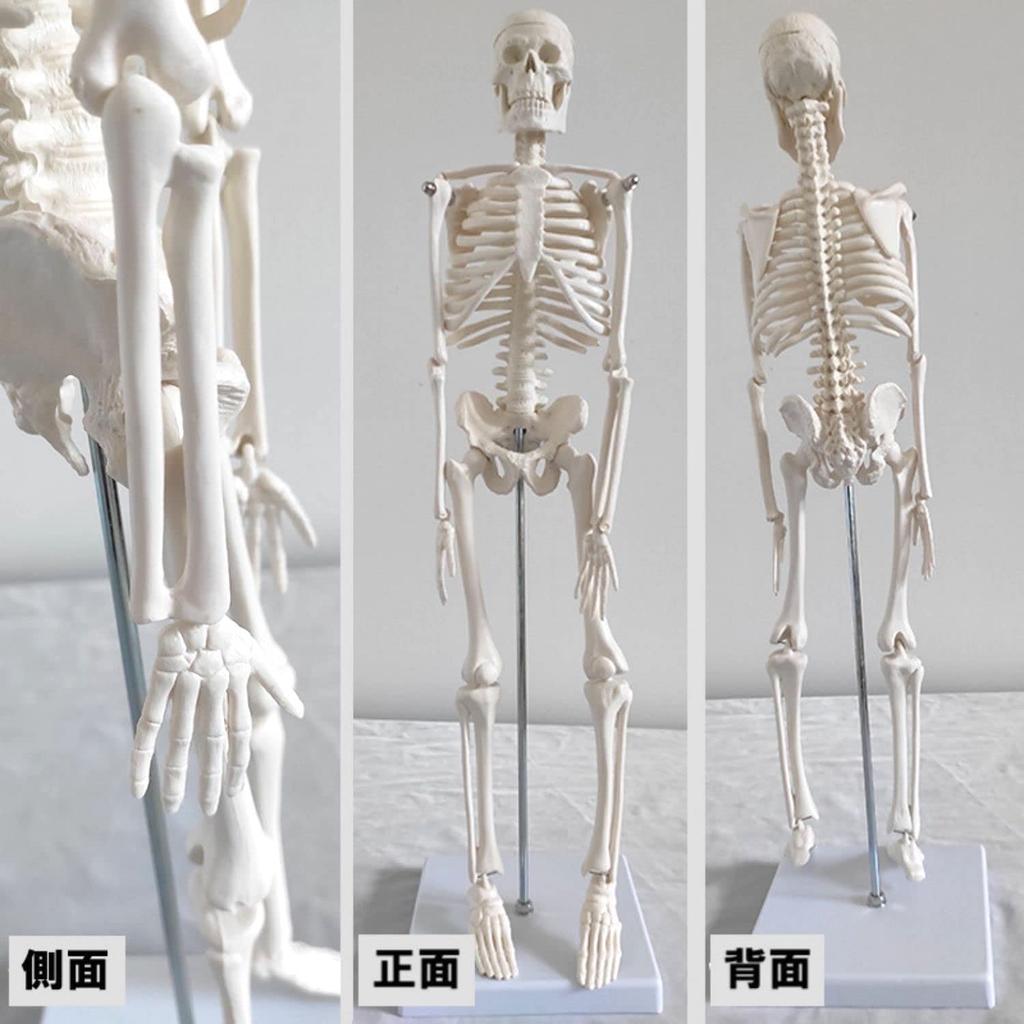 SevenTone Full Body Skeleton Model, 45cm Skeleton, Human Body Model, Skeletal Specimen, Skeleton, Articulated, Human Model, Skull