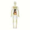1 Set Human Anatomy Model Set - Removable Skeleton and Full Torso -Skeleton Model Kit with Removable Organs