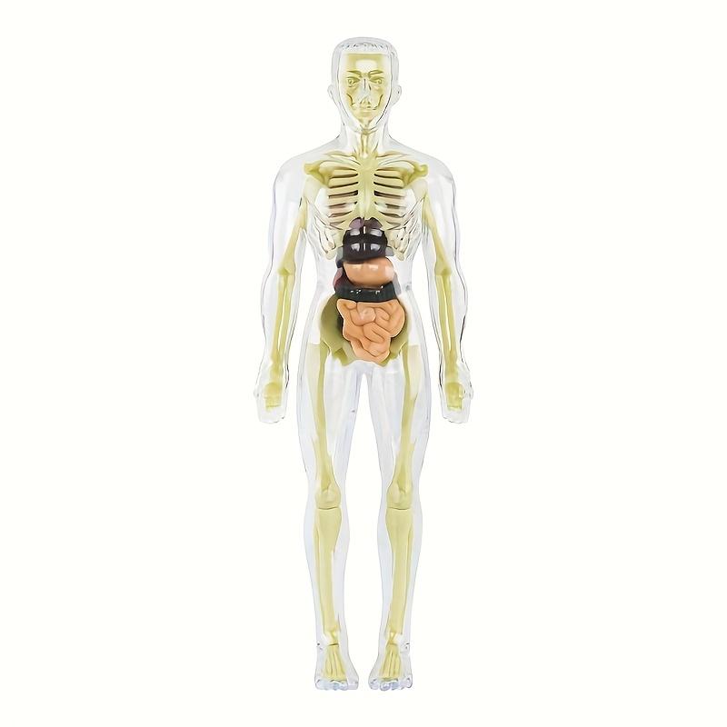 1 Set Human Anatomy Model Set - Removable Skeleton and Full Torso -Skeleton Model Kit with Removable Organs