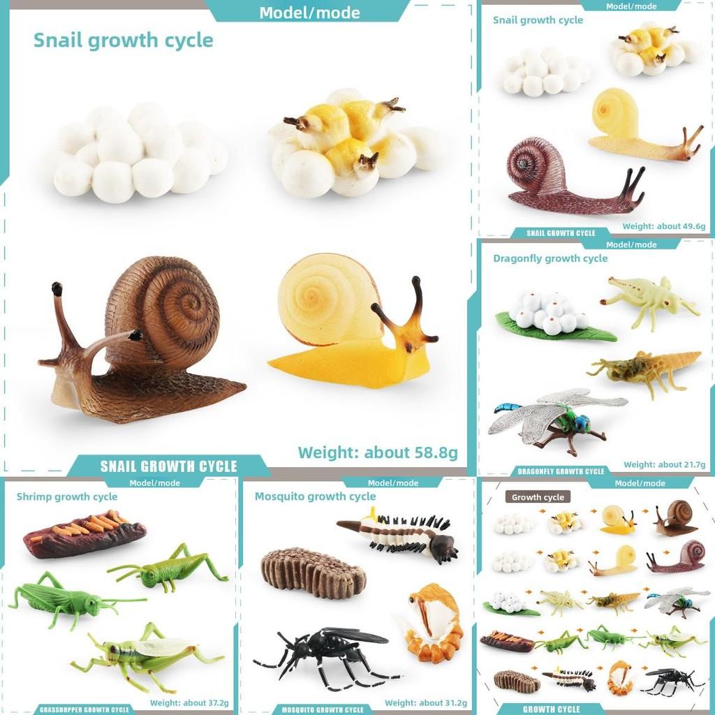 Insect Dragonflies Snails Life Cycle Model Pvc Educational Display For Science Learning