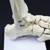 Life Size Human Foot Ankle Model Medical Anatomy Foot Skeleton Model with Base for Medical Classroom Education Learning