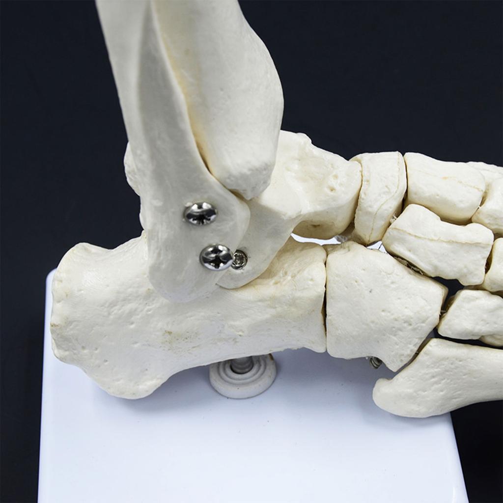 Life Size Human Foot Ankle Model Medical Anatomy Foot Skeleton Model with Base for Medical Classroom Education Learning